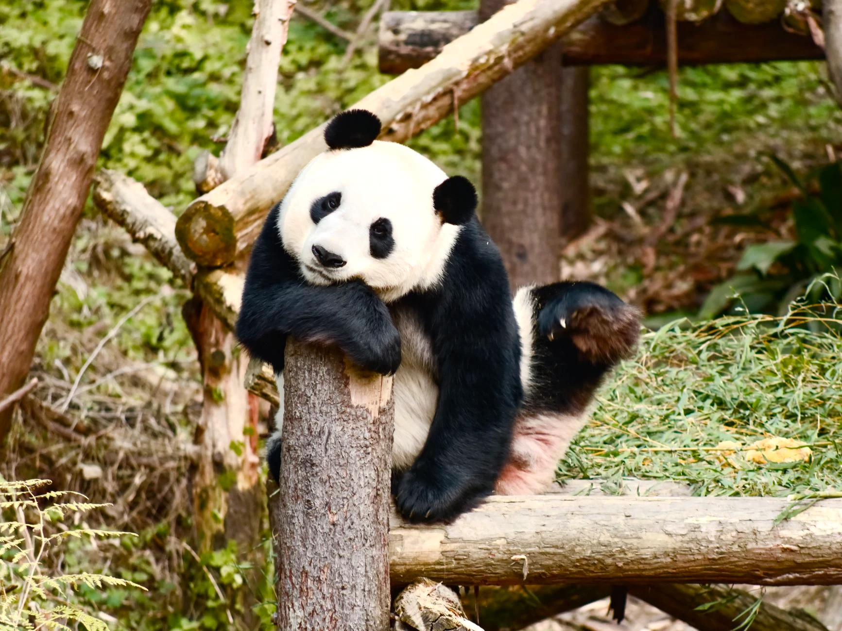 9D Jiuzhaigou Chengdu by Xiamen Airlines - Foto 1