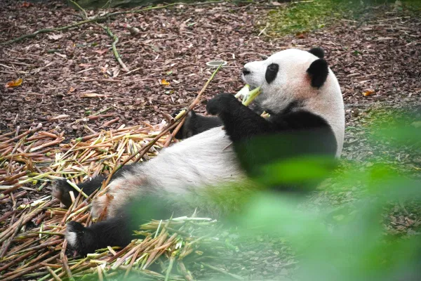 9D Chengdu & Dagu Glacier Alpine Adventure